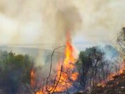 Incendi in Capitanata, il WWF: «La vera prevenzione si fa in inverno»