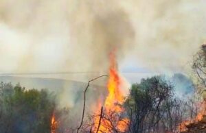 Incendi in Capitanata, il WWF: «La vera prevenzione si fa in inverno»