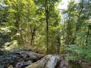 Foresta Umbra, Pavari verso la Rete dei Boschi Vetusti