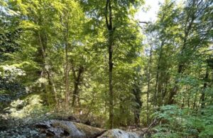Foresta Umbra, Pavari verso la Rete dei Boschi Vetusti